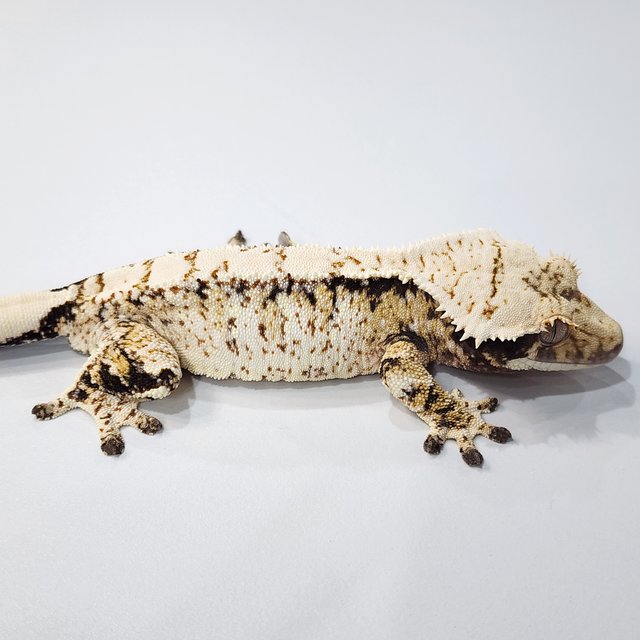 트라이 익스트림할리퀸 화이트스팟 화이트크라운 화이트포트홀 드리피