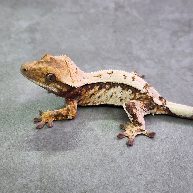 세이블 트라이 익스트림할리퀸 텐저린