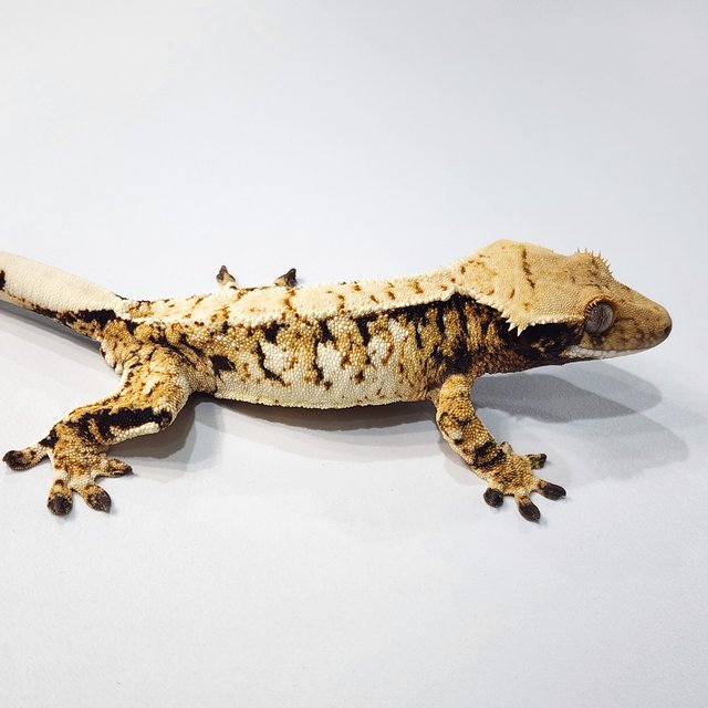 트라이 익스트림할리퀸