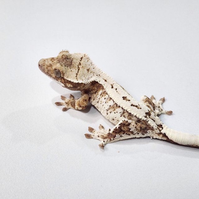 세이블 옐로우 트라이 화이트스팟 드리피