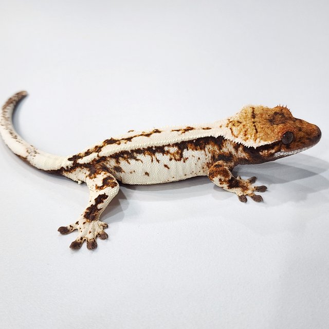 세이블 텐저린 화이트크라운 화이트스팟 트라이