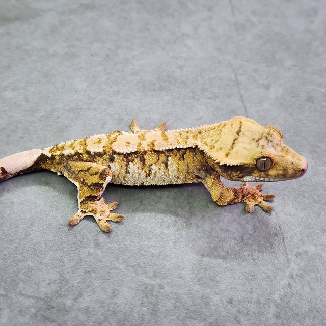 노멀 트라이 텐저린 익스트림할리퀸