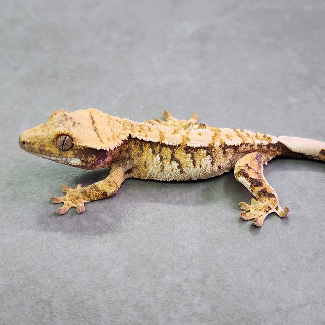 노멀 트라이 텐저린 익스트림할리퀸