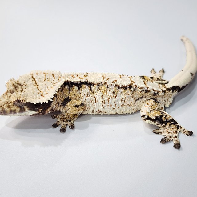 트라이 익스트림할리퀸 화이트스팟 화이트크라운 화이트포트홀 드리피