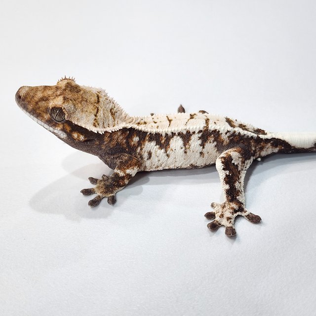 세이블 트라이 텐저린 드리피 화이트스팟 화이트크라운