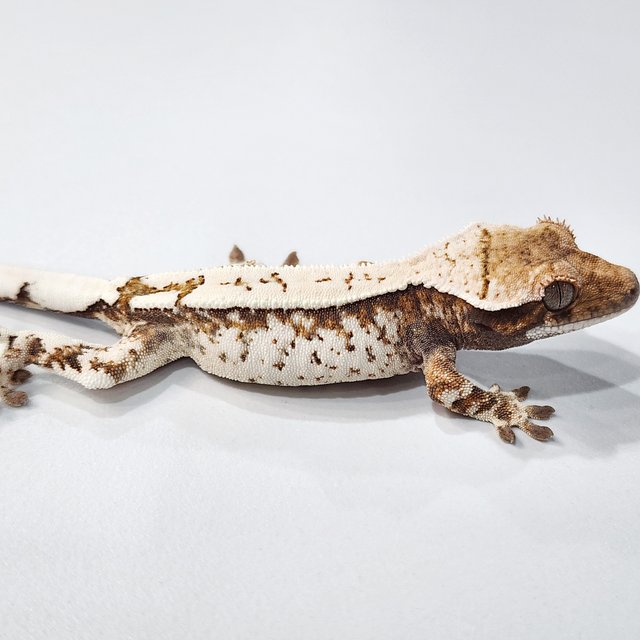 세이블 텐저린 화이트스팟 트라이 화이트크라운 화이트핀