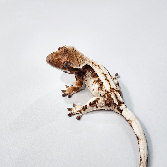 세이블 트라이 텐저린 화이트스팟 화이트크라운