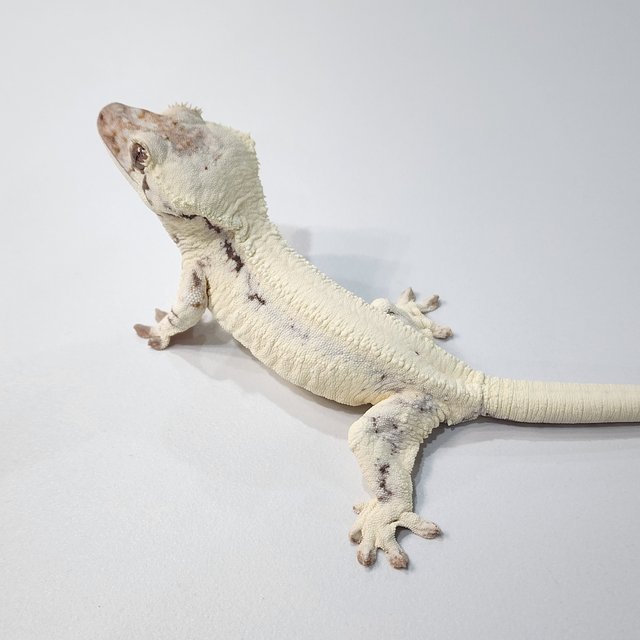 화이트 릴리 세이블