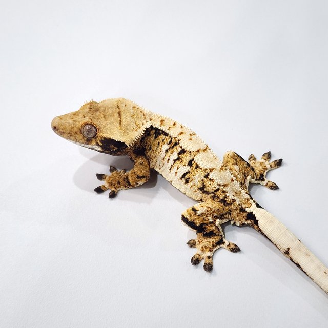 트라이 익스트림할리퀸