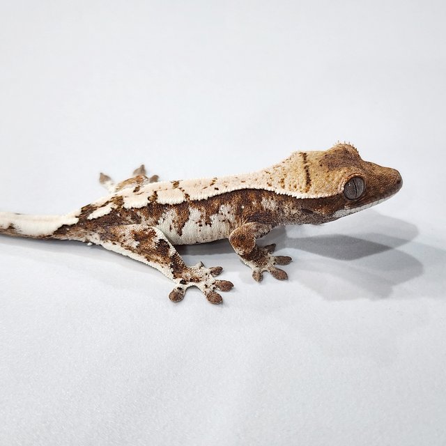 세이블 트라이 텐저린