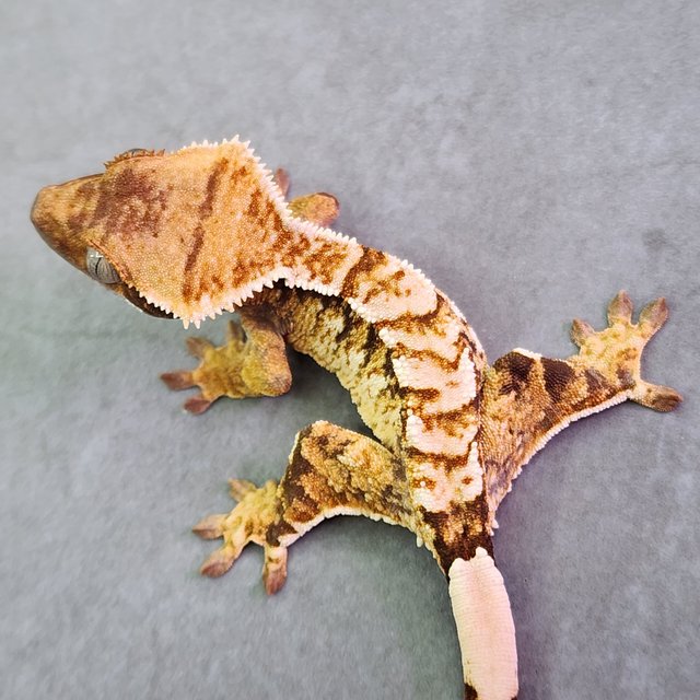 트라이 익스트림할리퀸 텐저린