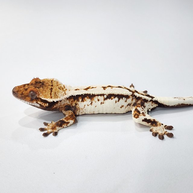 세이블 텐저린 화이트크라운 화이트스팟 트라이