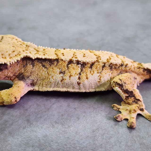 노멀 트라이 익스트림할리퀸 옐로우