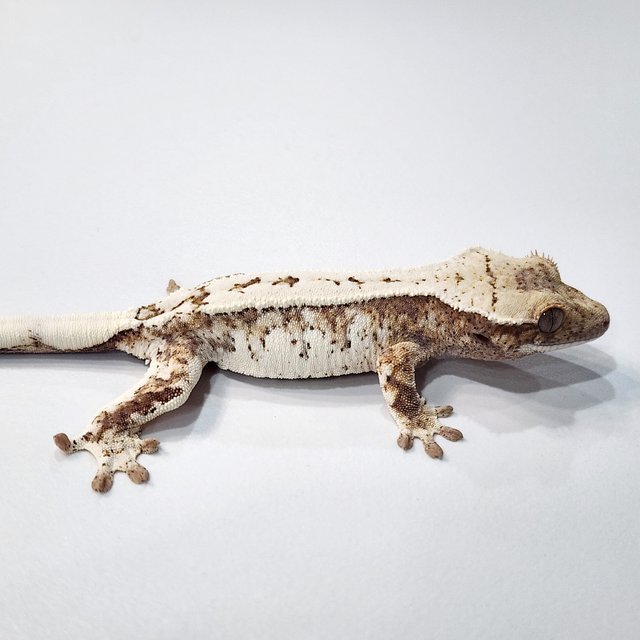 세이블 옐로우 트라이 화이트스팟 드리피