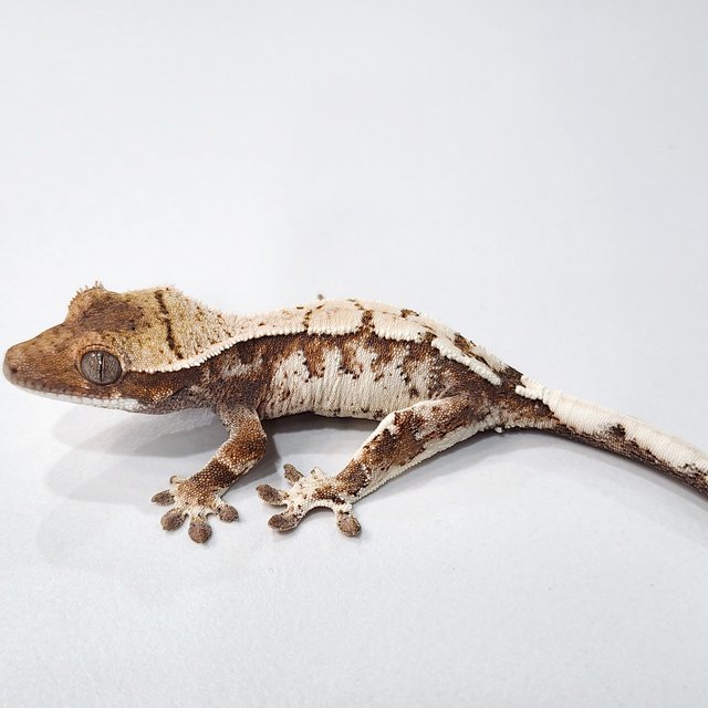 세이블 트라이 텐저린