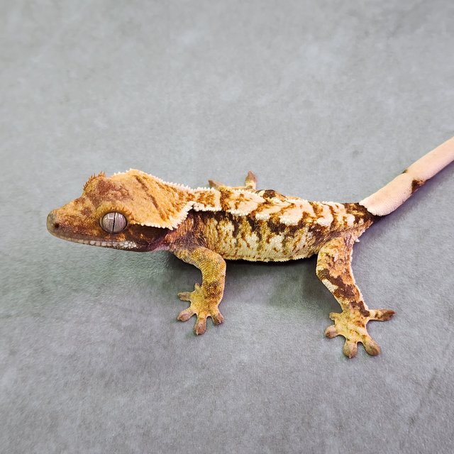 트라이 익스트림할리퀸 텐저린