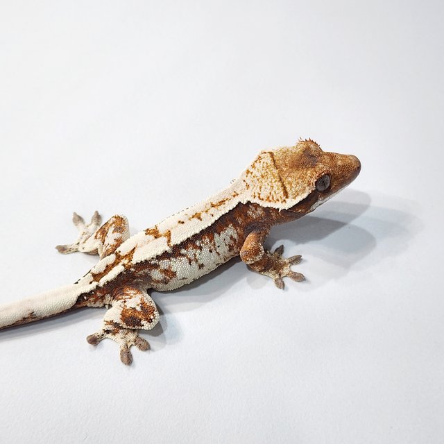 세이블 트라이 텐저린 화이트크라운 화이트스팟