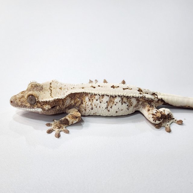 세이블 옐로우 트라이 화이트스팟 드리피