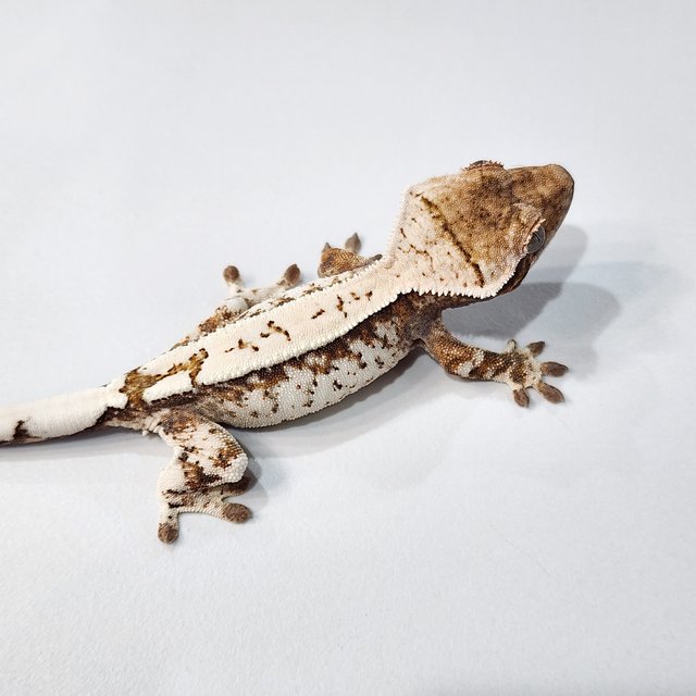 세이블 텐저린 화이트스팟 트라이 화이트크라운 화이트핀