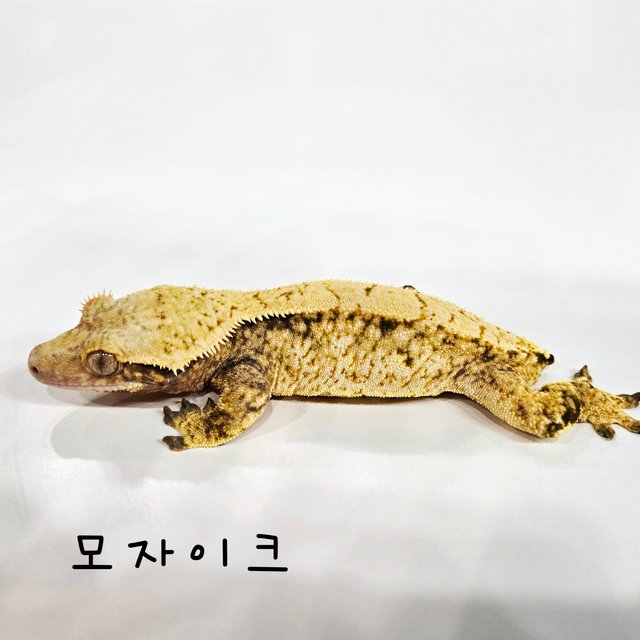 트라이