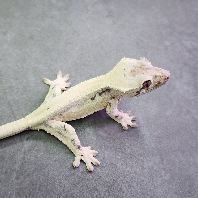 세이블 릴리화이트