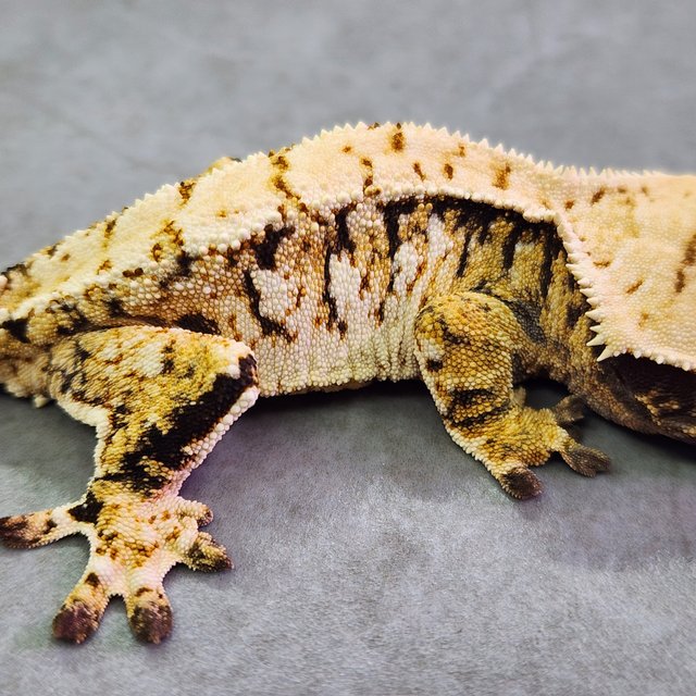 트라이 익스트림할리퀸 노멀 옐로우