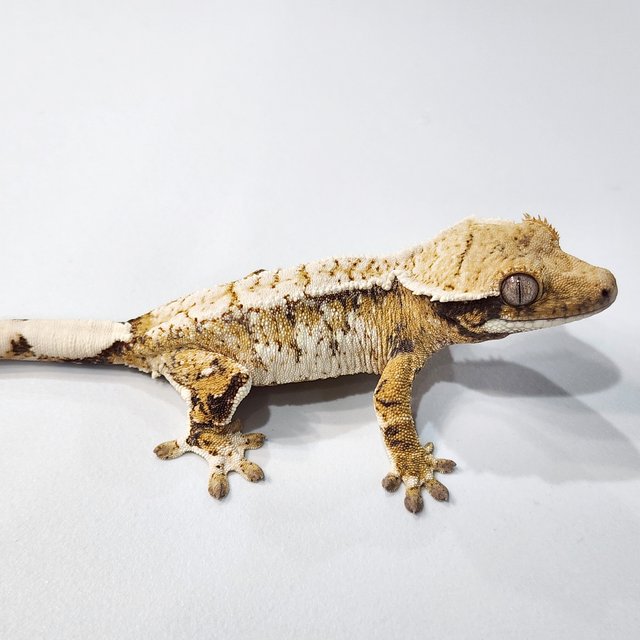 트라이 익스트림할리퀸 화이트크라운 화이트스팟 화이트포트홀 화이트핀