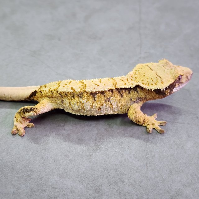 노멀 트라이 익스트림할리퀸 옐로우