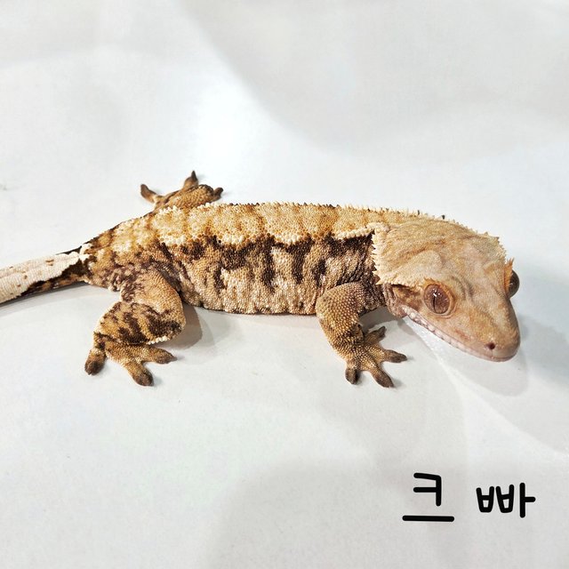 트라이