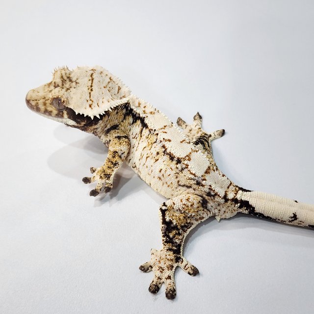 트라이 익스트림할리퀸 화이트스팟 화이트크라운 화이트포트홀 드리피