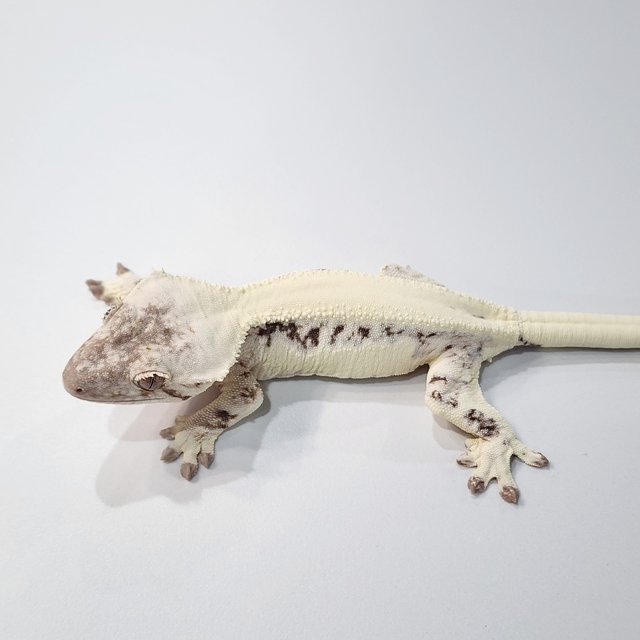 릴리 세이블 화이트