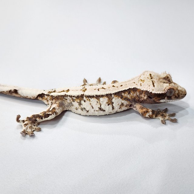 세이블 텐저린 화이트스팟 화이트크라운 트라이