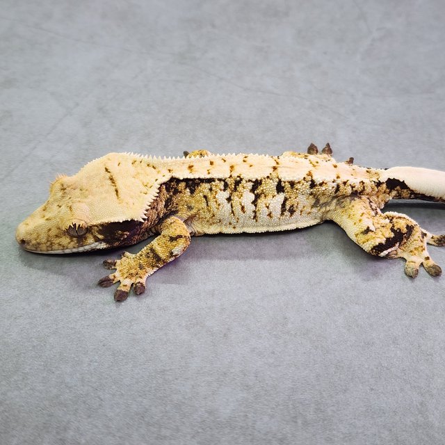 트라이 익스트림할리퀸 노멀 옐로우