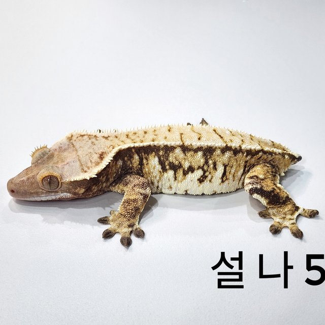 트라이 익스트림할리퀸