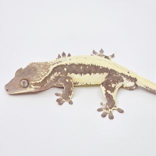 세c8 3차