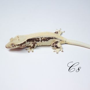 C8