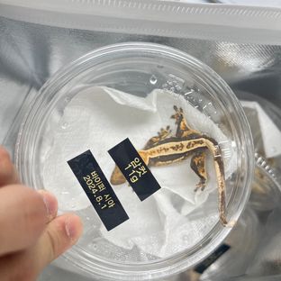바이퍼 시아