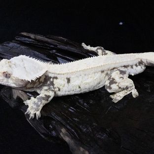 바이퍼