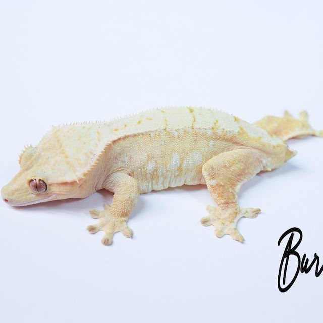 크림시클