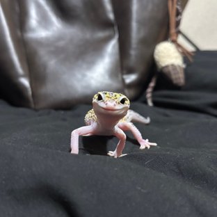 스노우