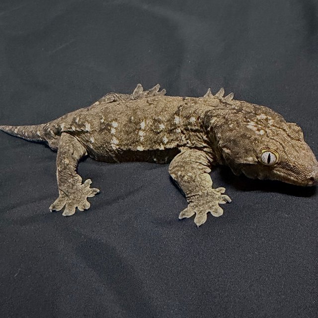 코기스 GT 프리델