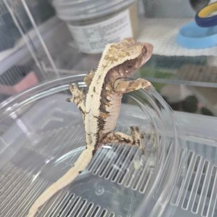 세이블 드리피