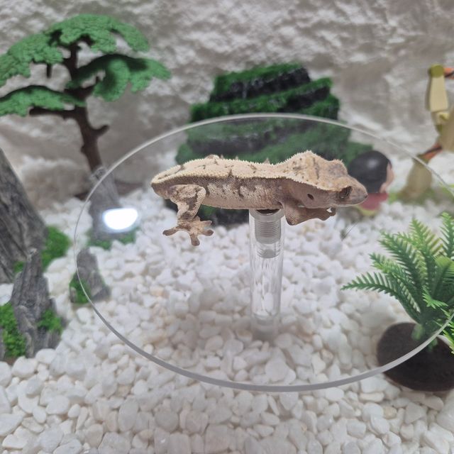 세이블