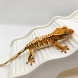 7번