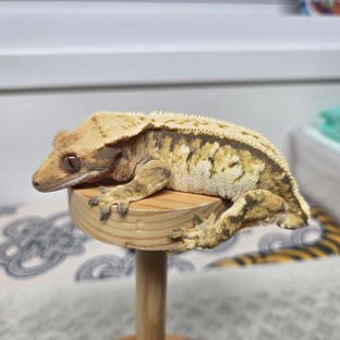 먹태