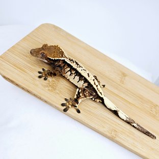 이범