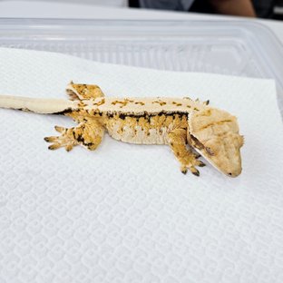 버터