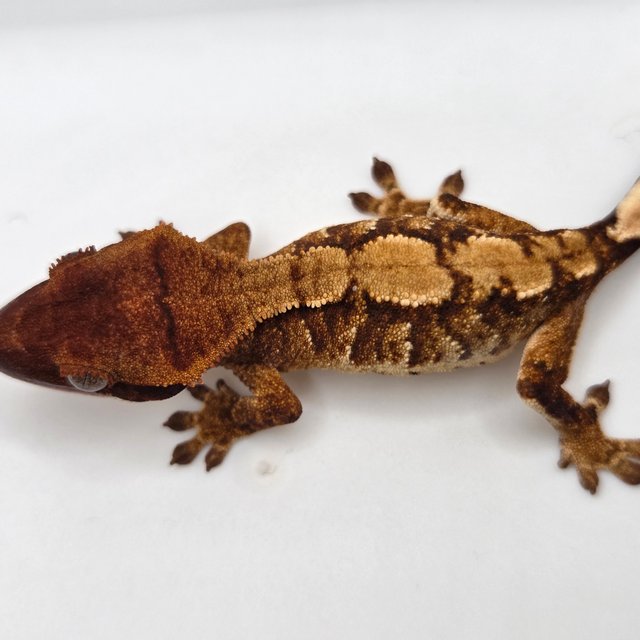 노멀 트라이 익스트림할리퀸