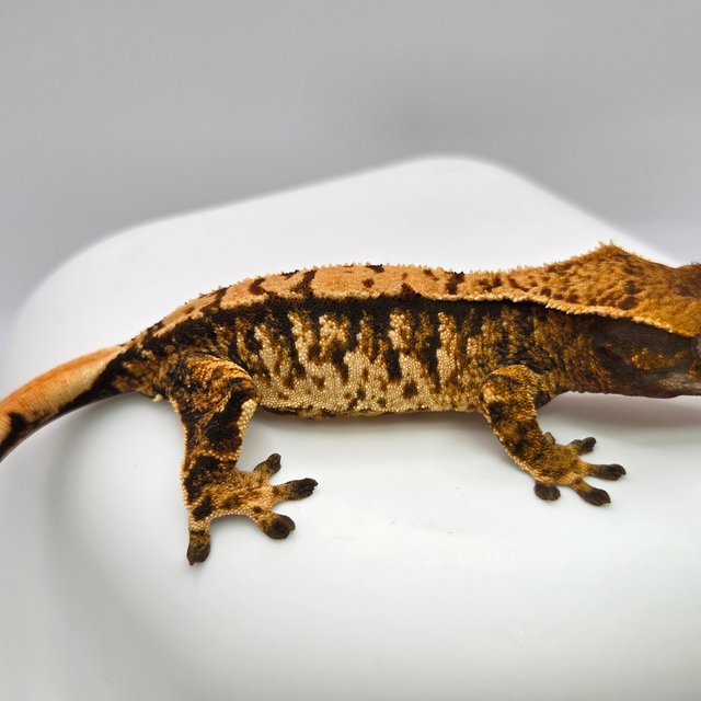 노멀 트라이 익스트림할리퀸