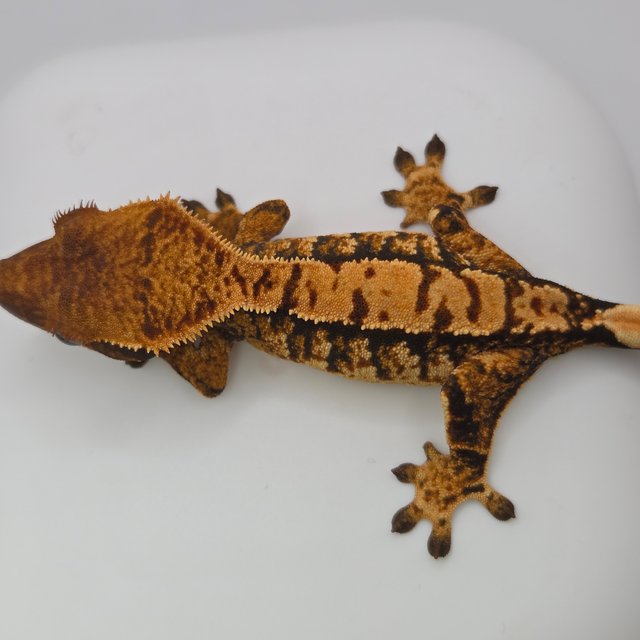 노멀 트라이 익스트림할리퀸